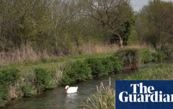 Attempt to protect England’s rare chalk streams in planning bill rejected by Labour MPs