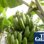 Climate crisis threatens the banana, the world’s most popular fruit, research shows