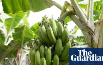 Climate crisis threatens the banana, the world’s most popular fruit, research shows