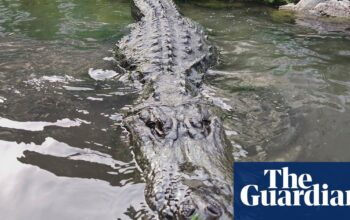 Morris the alligator, known for Happy Gilmore and other films, dies around age 80