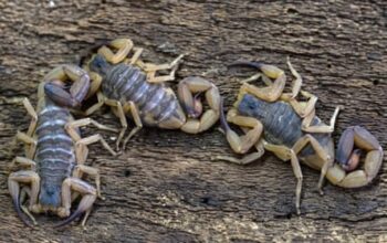 Scorpions ‘taking over’ Brazilian cities with reported stings rising 155%