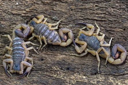 Three yellow scorpions on wood