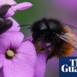 Specieswatch: new honeybee species in the UK a rare gain in a changing climate