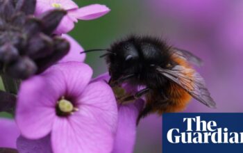Specieswatch: new honeybee species in the UK a rare gain in a changing climate